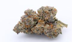 blueberry muffin marijuana